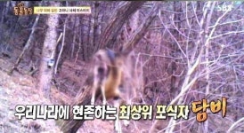 고라니 사체의 ‘범인’…담비, 이렇게도 무서웠나?