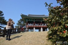 [남민 기자의 테마있는 명소] 서천 동백꽃 주꾸미축제-‘살 통통’ 주꾸미가 맛 올랐다