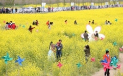 축구장 100배 규모, 부산 낙동강 유채꽃축제 개최