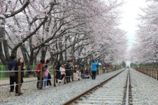 진해 벚꽃 명소는 여기