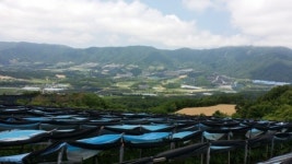[박인호의 전원별곡] 전원명당 양구군 해안면 펀치볼마을 “청정 환경+웰빙 먹거리로 건강과 소득을 함께 얻지요”