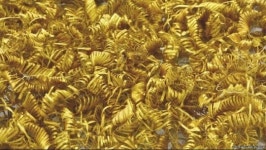 덴마크에서 기원전 900년전 금 코일 무더기 발견