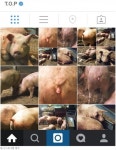 의문의 돼지 엉덩이 사진…빅뱅 탑은 왜?