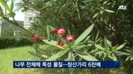 ‘청산가리 6,000배 독성’ 협죽도, 통영시내 공원 조경수로 길러져