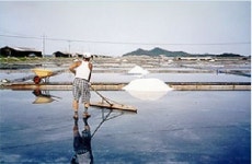 폭염에 오히려 웃음이 넘친다 …  ‘소금밭’