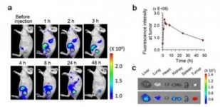 세포 자정작용 이용…암세포만 제거하는 치료법 나왔다