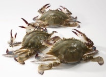 금어기 끝… 대형마트, ‘가을 꽃게’ 할인 행사