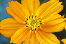 <식물왕 정진영> 30. ‘코스모스’ 덕분에 가을은 참 예쁘다