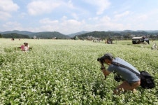 봉평의 메밀꽃 무작정 상경…10월 서래섬서 메밀꽃 축제