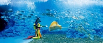 해양생물 1만8000마리 대이동...63씨월드 리모델링