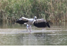 ‘멸종위기1급’ 황새 태화강서 발견, 일본 도요오카시 황새복원센터 방사 ‘J0094’ 기류따라 800㎞ 날아와
