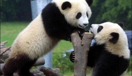 한중 정상 ‘판다외교’…암수 1쌍 내년 한국 온다