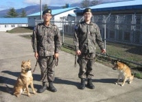 충성심 강한 진돗개…그 ‘충성심’이 군견 부적격 사유였다