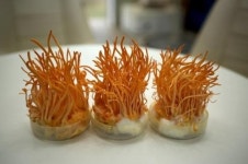 (주)바이오탑, 동충하초버섯 제품 시판나서