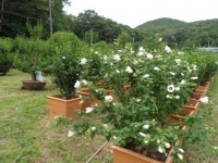 염태영 수원시장, ‘수원화성방문의 해 ’무궁화 확대 보급한다