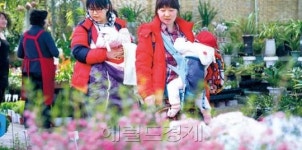 비봉도기화훼직판장 | [포토 에세이 - 서울 양재동·고양 화훼공판장은 지금…] 빨주노초파남보…아우성 치는 봄봄봄…