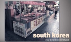 [훅INSIDE]장애견 ‘치치’ 뒤에는 이름 없는 천사들이 있었다