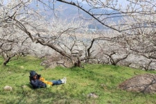 [포토] 꽃잎 흐드러질새라...광양 매화마을 한컷