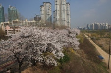 봄바람 휘날리며…한강 봄꽃축제 넘실