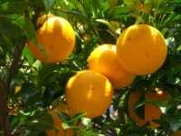 아직도 귤이 나와? 여름 별미 ‘하귤’