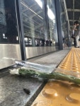 [포토 뉴스] 스크린도어 옆 국화꽃 한 송이, 그리고 무심한 발길