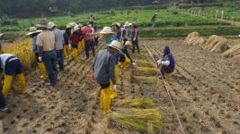 [강동구] 벼 베기, 홀태 체험...신기해요