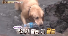 ‘동물농장’ 바다지키는 견공 골드, “쓰레기 줍기 즐긴다”