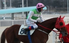 [헤럴드e렛츠런]놀랍도록 무서운 성장세, 외국인 기수 페로비치 ‘100승 달성’