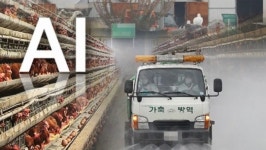 포천 고양이 변사체서 조류 인플루엔자 H5N6형 검출