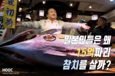 [카드뉴스]한 마리에 15억, ‘황금 참치’의 비밀