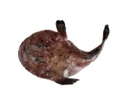 겉과 속이 달라 반가운 겨울철 ‘아귀’