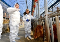 충북 보은 3번째 구제역 의심 소…축산 밀집지역 직격탄