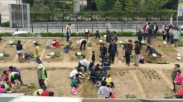 광진구, 239구획 ‘자투리 텃밭’ 분양