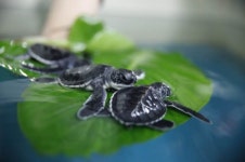 한화 아쿠아 여수, 푸른바다거북 인공번식 국내 첫 성공