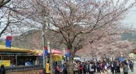 [헤럴드포토] 경남 화개장터에 활짝 핀 벗꽃