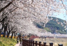 동의보감 산청의 벚꽃 활짝, 황매산 철쭉은 4월하순
