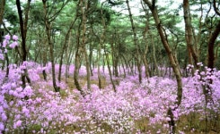 죽어서야 이룬 세종과 소헌왕후의 진달래 사랑