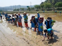 안양시 가족봉사단,  왕실진상답 모내기 봉사활동