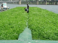 한강서 키운 친환경 미나리 1t 소외 이웃에 기부