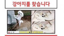 병원에 맡긴 건강한 강아지…병원측 실수로 안락사