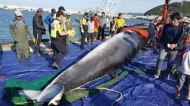 ‘바다의 로또’…인천 소청도서 길이 7ｍ 밍크고래 그물에 걸려