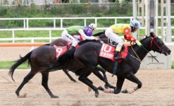 [헤럴드e렛츠런]‘영광의헌터’, 이변 속 농림축산식품부장관盃 우승