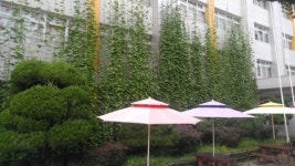 여름철 실내온도 낮춰주는 ‘그린커튼’