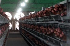 살충제 계란 낳은 닭들은 다이어트 중?