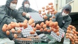 적합판정 농장 계란서도 비페트린 검출…기준치 24배