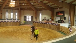 ［헤럴드e렛츠런］마사회 렛츠런팜 제주, 국내산 2세마 브리즈업 경매 성료