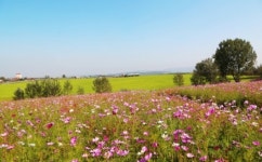 농협경제지주 안성팜랜드, 코스모스 가득한 ‘안성 코스목동 축제’ 팡파르