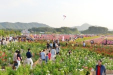 ‘2017 양주시 천만송이 천일홍 축제’ 대성료