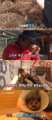 ‘동물농장’ 얼굴 40% 뜯긴 견공 호순이…범인은 | 포토뉴스