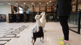 [황금 개띠해, 극과 극②]버블스파에 전용수영장까지…‘견공의 천국’ 애견호텔